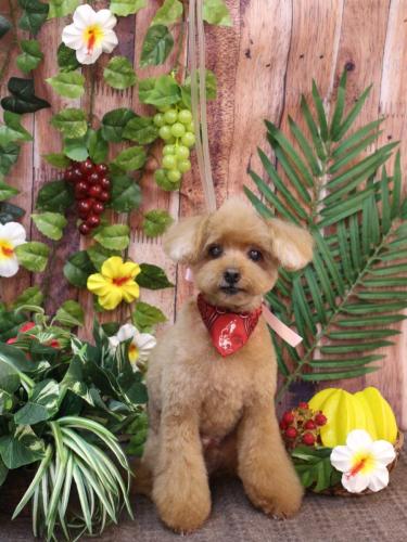 20230803チップくん